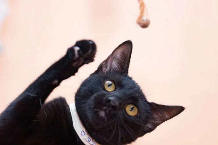 Gato ra a  idade 7 a 11 meses nome Matteo