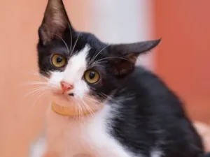 Gato raça  idade 7 a 11 meses nome Agostinho