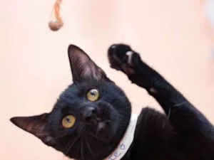 Gato raça  idade 7 a 11 meses nome Matteo