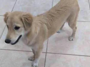 Cachorro raça Mistura de viralata com Golden idade 2 a 6 meses nome Lola