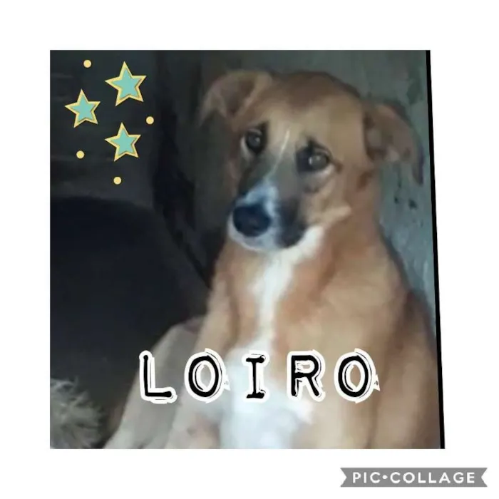 Cachorro ra a SRD idade 4 anos nome LOIRO