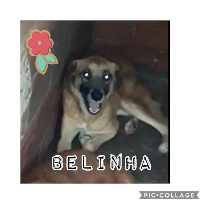Cachorro ra a SRD idade 4 anos nome BELINHA