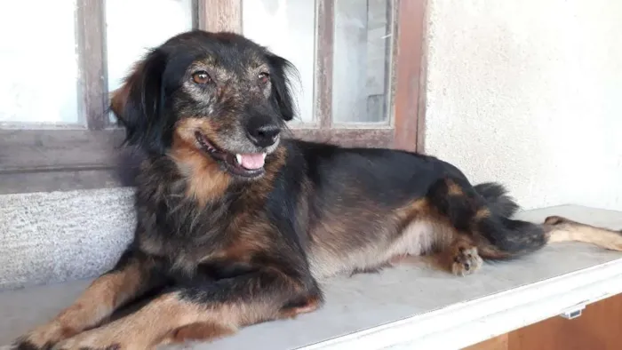 Cachorro ra a  idade 4 anos nome Valdirene