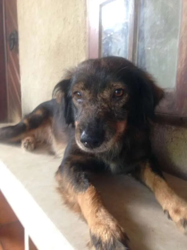 Cachorro ra a  idade 4 anos nome Valdirene