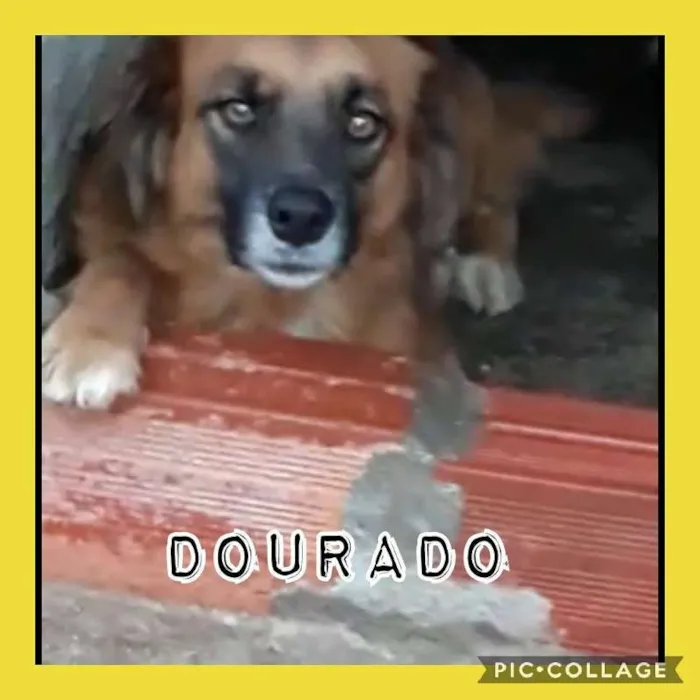 Cachorro ra a SRD idade 4 anos nome DOURADO
