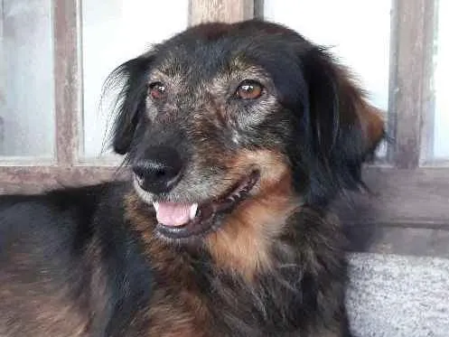 Cachorro ra a  idade 4 anos nome Valdirene