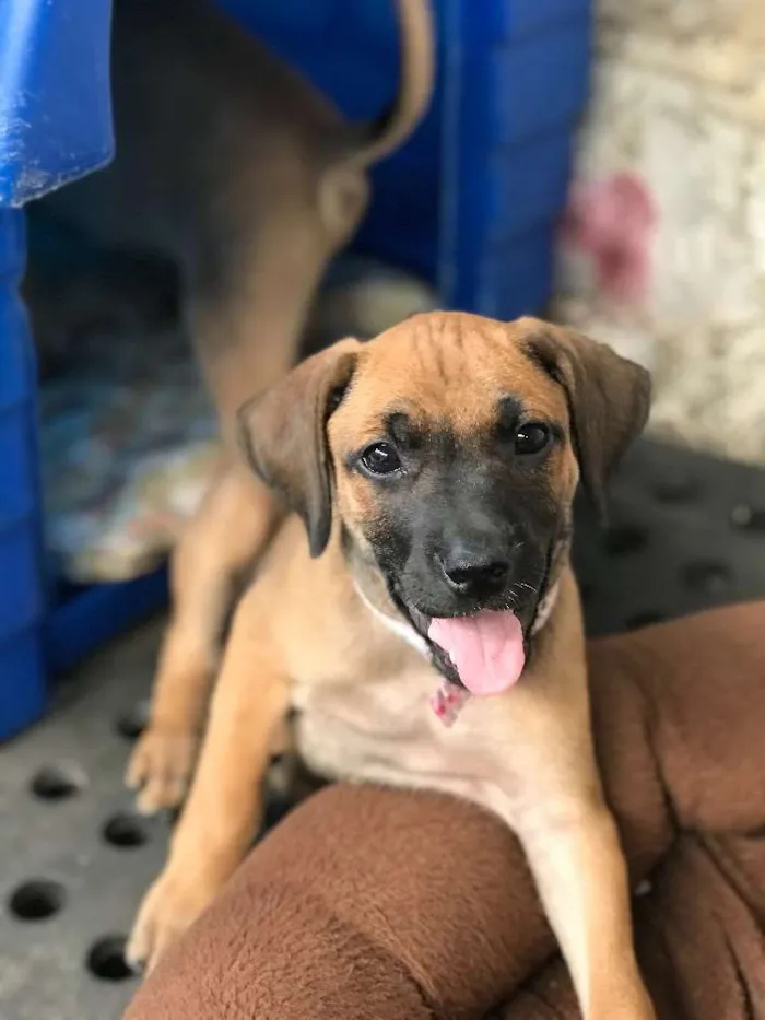 Cachorro ra a SRD idade  nome Giovana