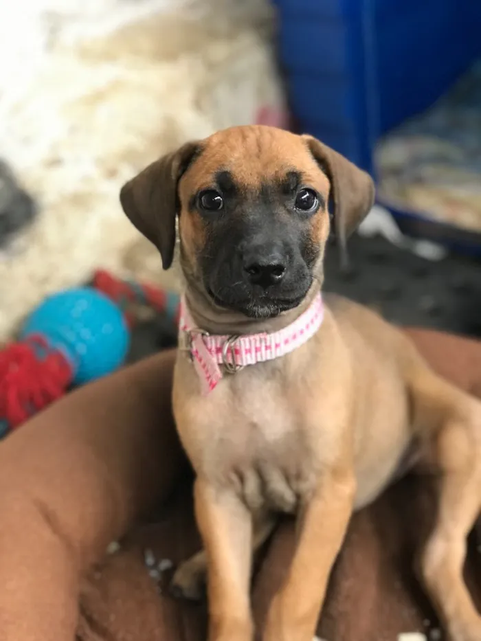Cachorro ra a SRD idade  nome Giovana