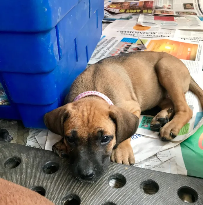 Cachorro ra a SRD idade  nome Giovana