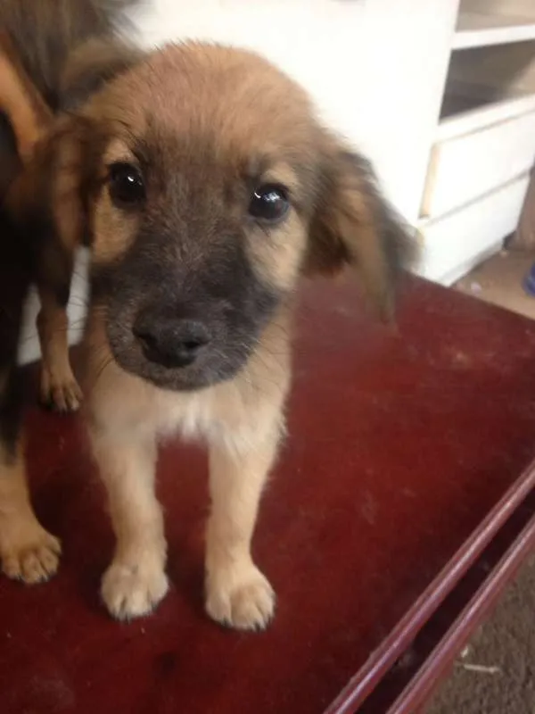 Cachorro ra a  idade 2 a 6 meses nome Caramelo