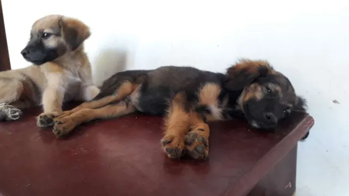 Cachorro ra a  idade 2 a 6 meses nome Caramelo