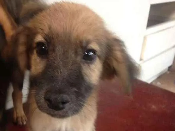 Cachorro ra a  idade 2 a 6 meses nome Caramelo