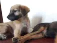 Caramelo