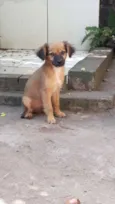 Biscoito
