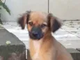 Biscoito
