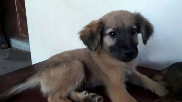 Cachorro ra a  idade 2 a 6 meses nome Caramelo