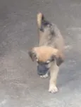 Caramelo