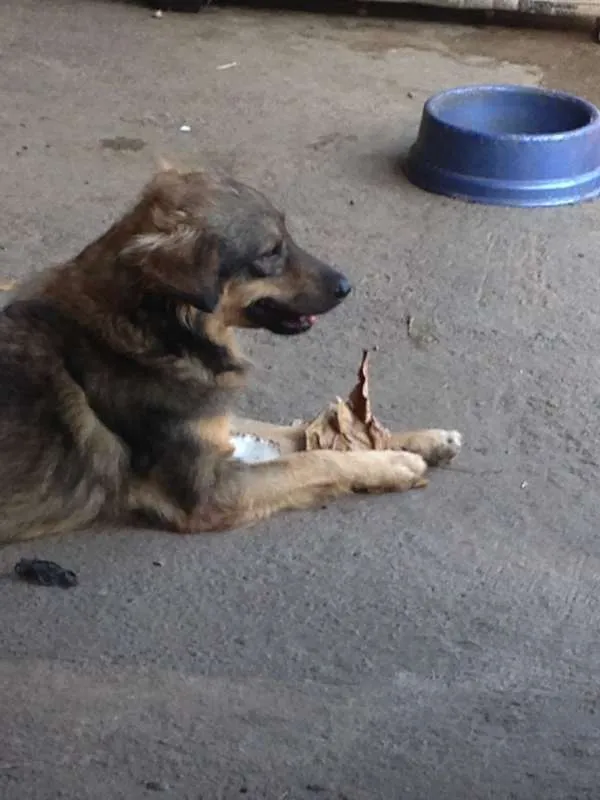 Cachorro raça  idade 3 anos nome Banze