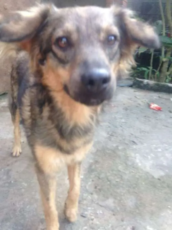 Cachorro raça  idade 3 anos nome Banze