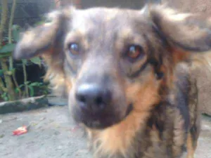 Cachorro raça  idade 3 anos nome Banze