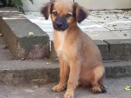 Cachorro ra a  idade 2 a 6 meses nome Biscoito