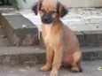 Biscoito