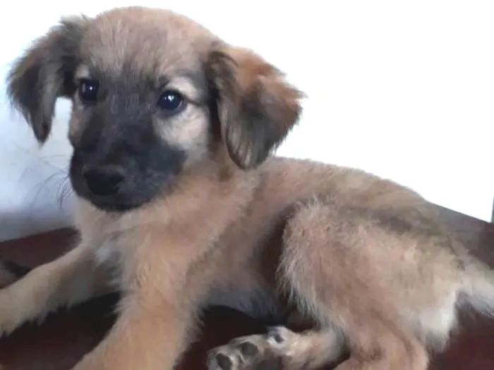 Cachorro ra a  idade 2 a 6 meses nome Caramelo