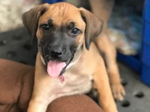 Cachorro raça SRD idade  nome Giovana
