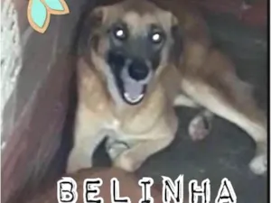 Cachorro raça SRD idade 4 anos nome BELINHA