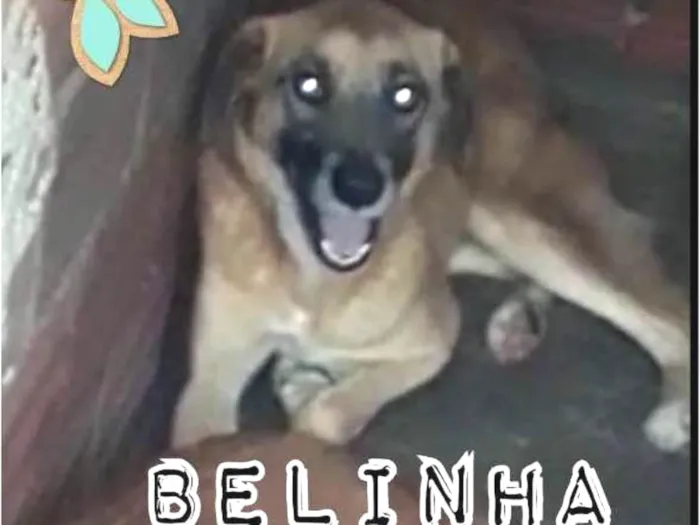 Cachorro ra a SRD idade 4 anos nome BELINHA