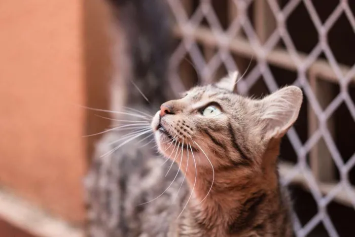Gato ra a  idade 1 ano nome Miá