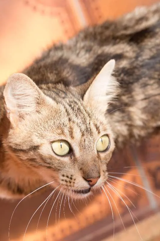 Gato ra a  idade 1 ano nome Miá