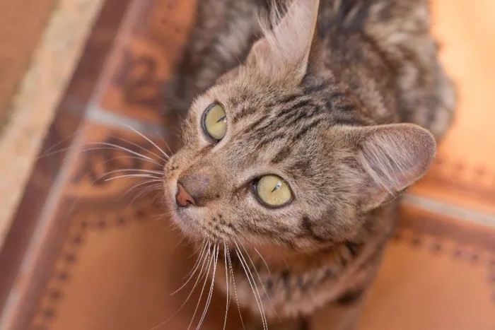Gato ra a  idade 1 ano nome Miá