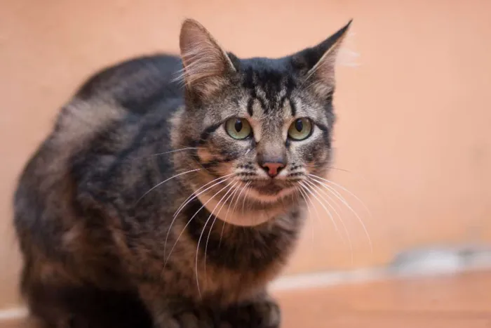 Gato ra a SRD idade 2 anos nome Antonella