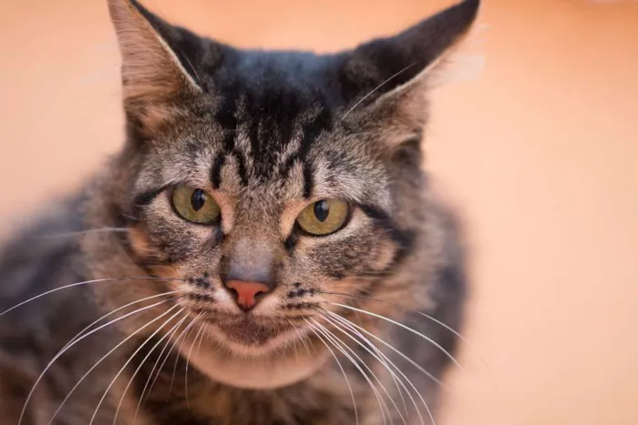 Gato ra a SRD idade 2 anos nome Antonella