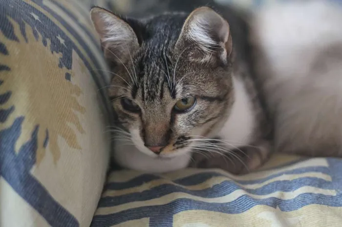 Gato ra a  idade 2 anos nome Beatrice