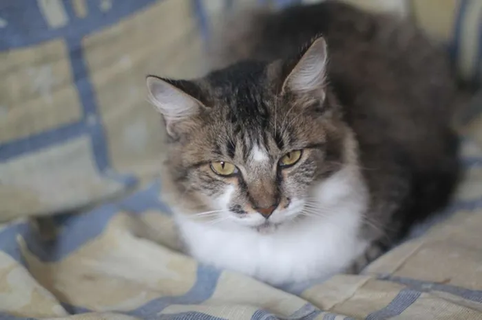 Gato ra a  idade 2 anos nome Beatrice