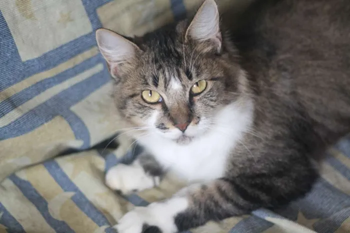 Gato ra a  idade 2 anos nome Beatrice