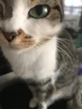 Mel 