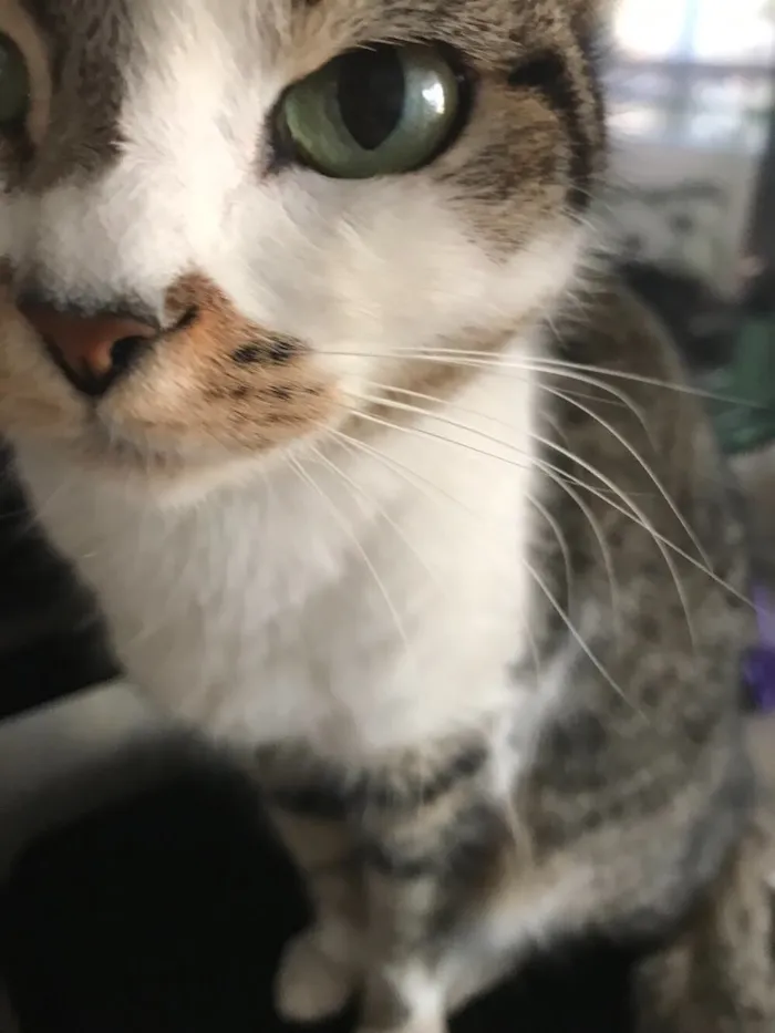 Gato ra a Vira latinha  idade 3 anos nome Mel 