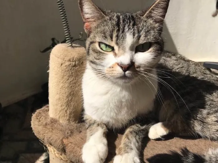 Gato ra a Vira latinha  idade 3 anos nome Mel 