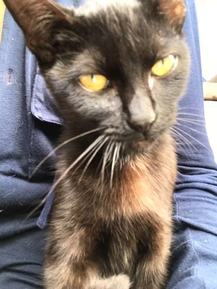 Gato ra a Bombaim  idade 2 a 6 meses nome Pretinha 