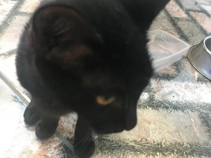 Gato ra a Bombaim  idade 2 a 6 meses nome Pretinha 