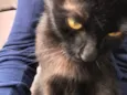 Pretinha 