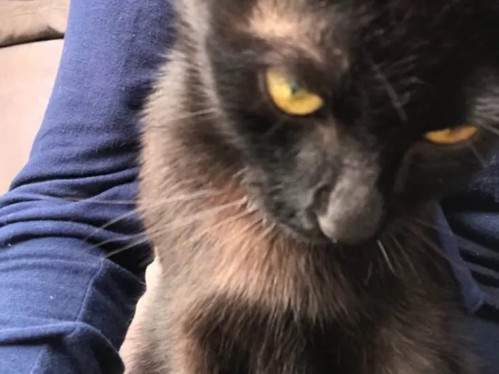 Gato ra a Bombaim  idade 2 a 6 meses nome Pretinha 
