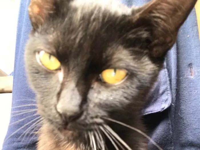 Gato ra a Bombaim  idade 2 a 6 meses nome Pretinha 