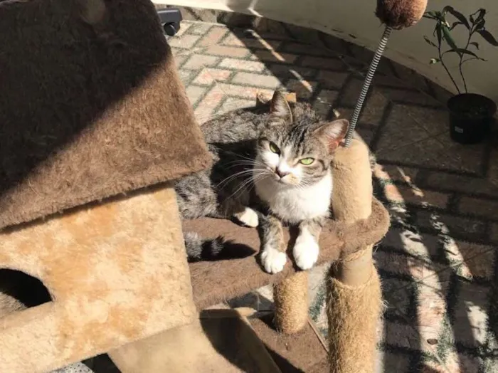 Gato ra a Vira latinha  idade 3 anos nome Mel 