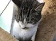 Mel 