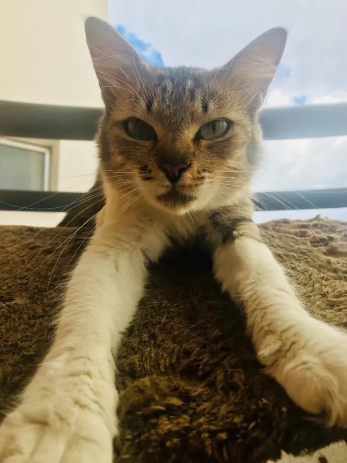 Gato ra a Vira latinha  idade 2 anos nome Lunna