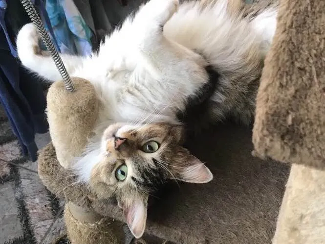 Gato ra a Vira latinha  idade 2 anos nome Lunna